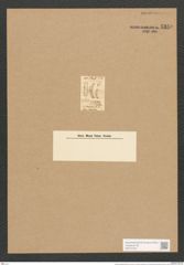Synedra neapolitana Rabh. (de-Toni-Nr.: Genus 66, Species 2617) Zeichnungen Sammlung Grunow Nr. 5350 (NHMW-BOT-W0373759)
